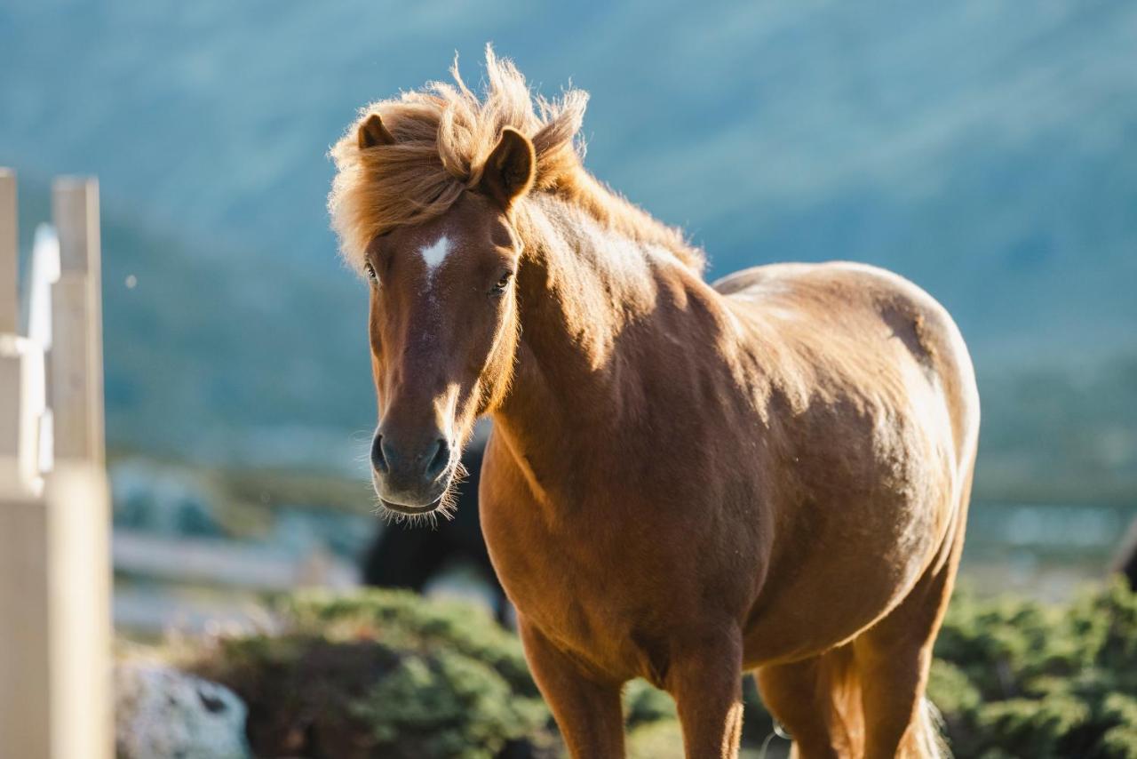 Fjelleventyret Gardsovernatting Skjåk Exteriér fotografie